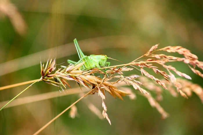 Neanidi/ninfe di Tettigonia sp.